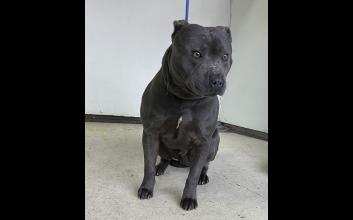 dog adoption photo