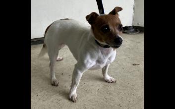 dog adoption photo