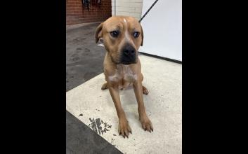 dog adoption photo