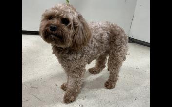 dog adoption photo