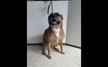 dog adoption photo