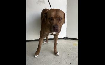 dog adoption photo