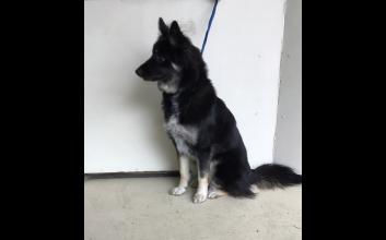 dog adoption photo