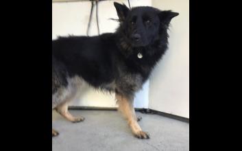 dog adoption photo