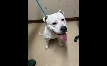 dog adoption photo