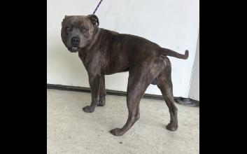 dog adoption photo