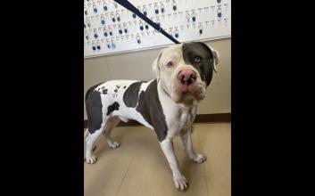 dog adoption photo