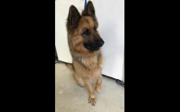 dog adoption photo