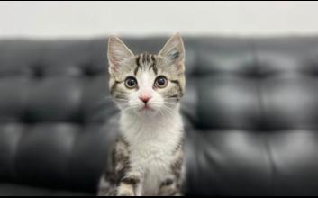 cat adoption photo