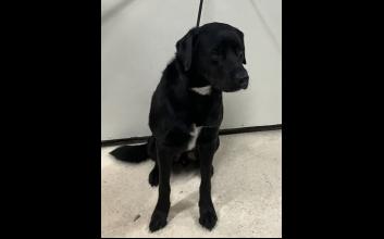 dog adoption photo