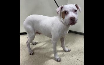 dog adoption photo
