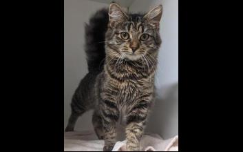 cat adoption photo