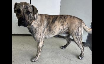 dog adoption photo