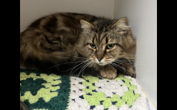 cat adoption photo