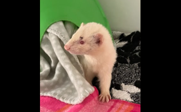 adoption photo