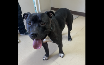 dog adoption photo