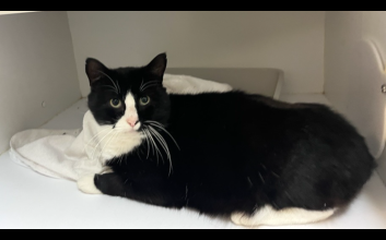 cat adoption photo