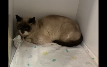 cat adoption photo