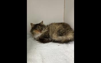 cat adoption photo
