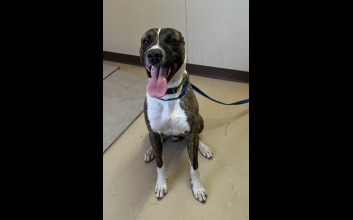 dog adoption photo