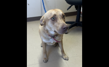 dog adoption photo