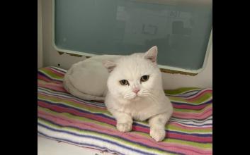 cat adoption photo