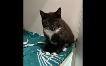 cat adoption photo