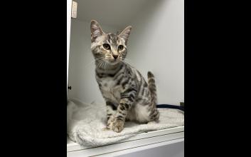 cat adoption photo