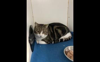 cat adoption photo