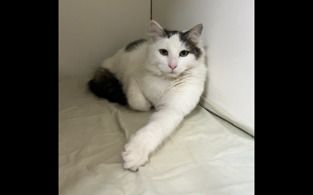 cat adoption photo
