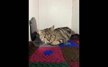 cat adoption photo