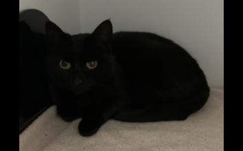 cat adoption photo
