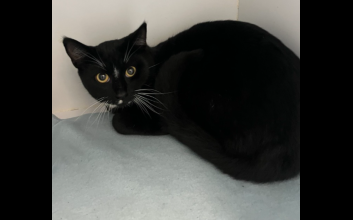 cat adoption photo