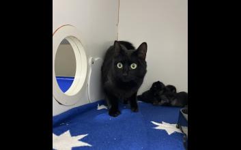 cat adoption photo