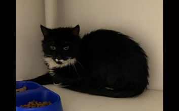cat adoption photo