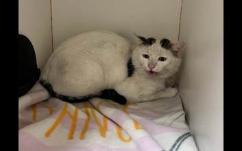 cat adoption photo