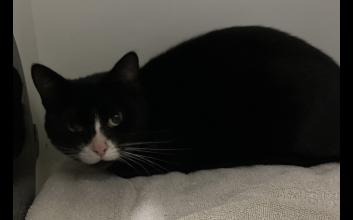 cat adoption photo