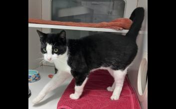 cat adoption photo