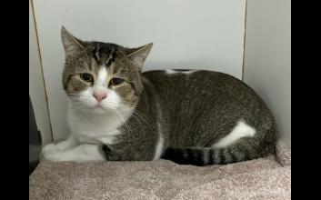 cat adoption photo