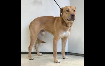 dog adoption photo