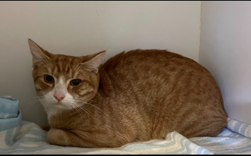 cat adoption photo