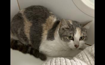cat adoption photo