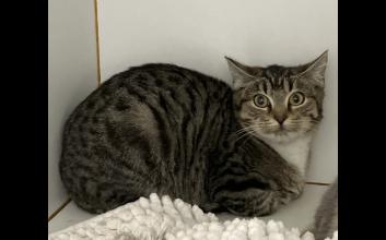 cat adoption photo