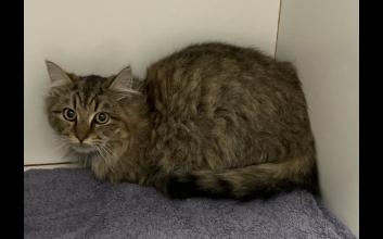 cat adoption photo