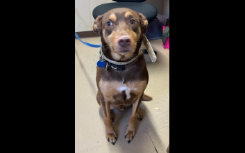 dog adoption photo