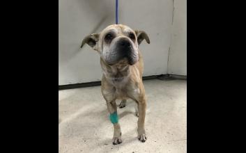 dog adoption photo