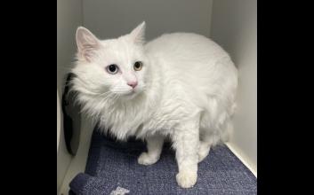 cat adoption photo