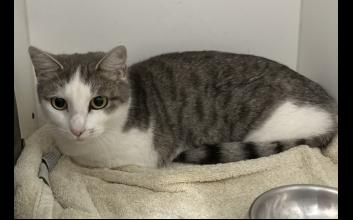 cat adoption photo