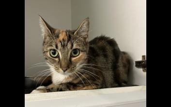 cat adoption photo