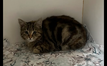 cat adoption photo